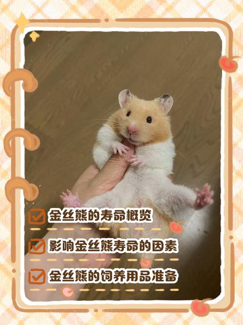 金丝熊存精多久游戏截图
