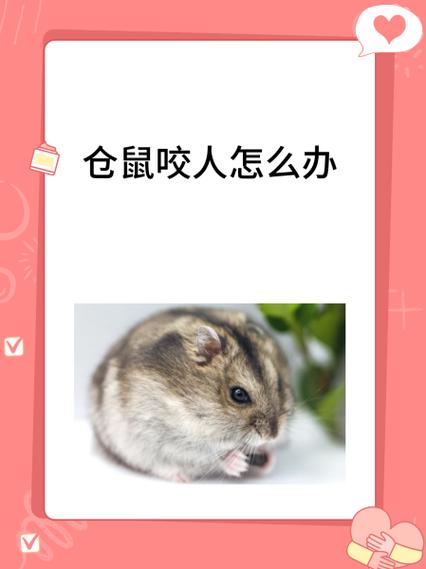 仓鼠咬人的前兆截图