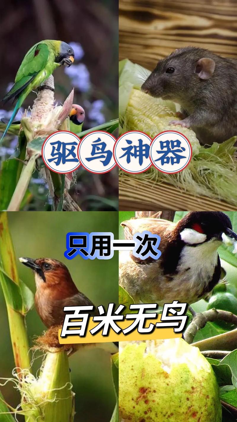 打鸟扁皮好还是圆皮好