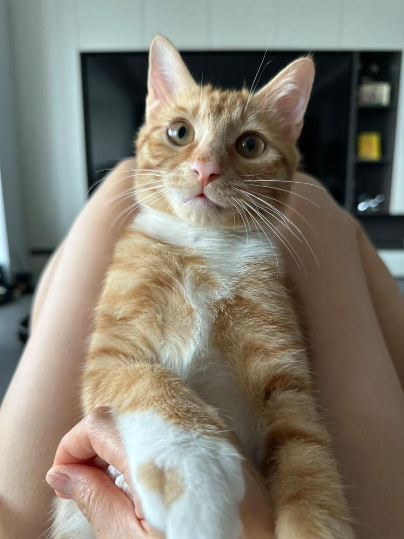 橘猫视频账号密码是多少