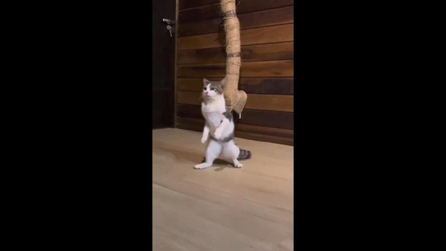 猫咪走路姿势怪怪的图标