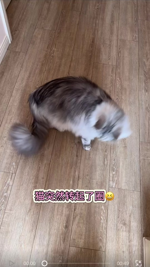 小猫一直原地转圈截图