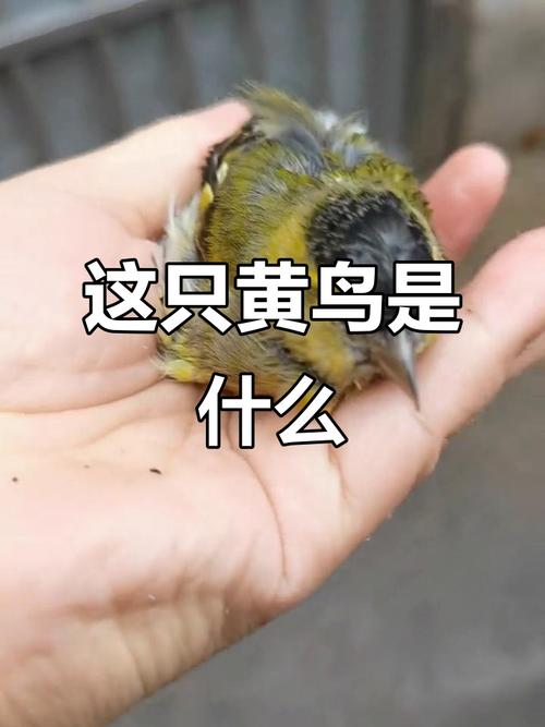 黄鸟9.9.9.9版本缩略图