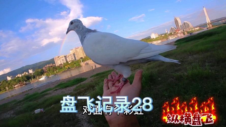 鸽子比赛视频图标