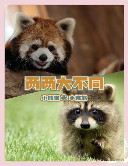小浣熊和小熊猫的区别