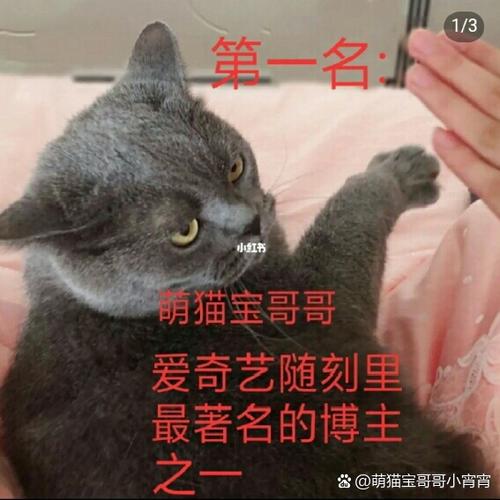 会说话的萌宠奶娃内置菜单最新版2023截图