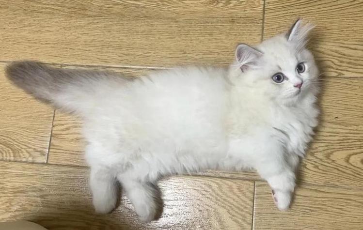 矮脚猫成年能长多大