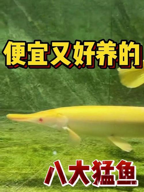 养什么鱼最好养活