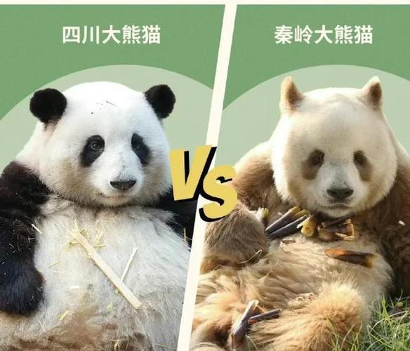 秦岭大熊猫和成都大熊猫的区别