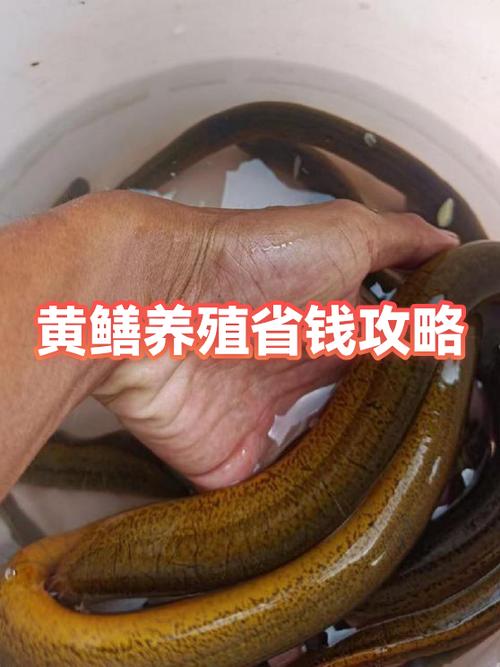 黄鳝养殖一亩成本游戏截图