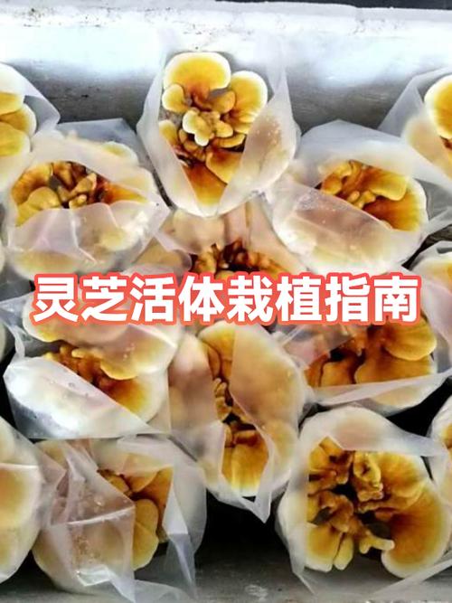 身体有结节能吃灵芝吗游戏截图