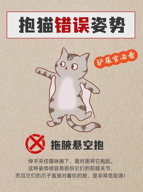 正确的养猫方式
