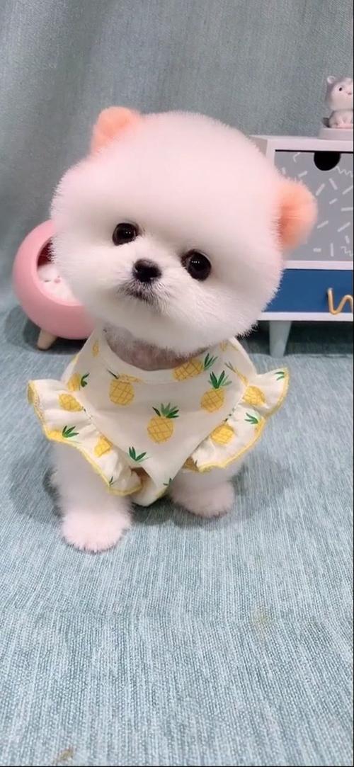 可爱的小狗图片缩略图