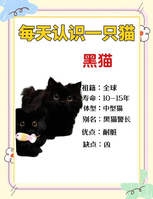 养黑猫对家里风水怎样截图