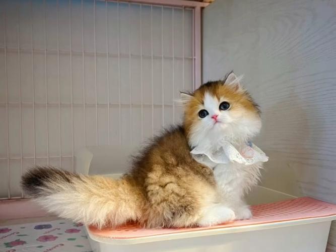 成年矮脚猫截图