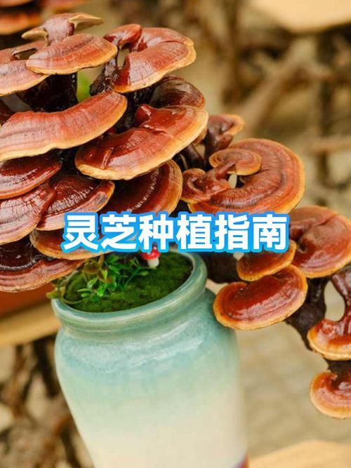 灵芝种植的八个步骤图标