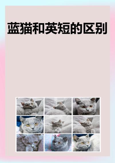 美短蓝猫和英短蓝猫的区别截图