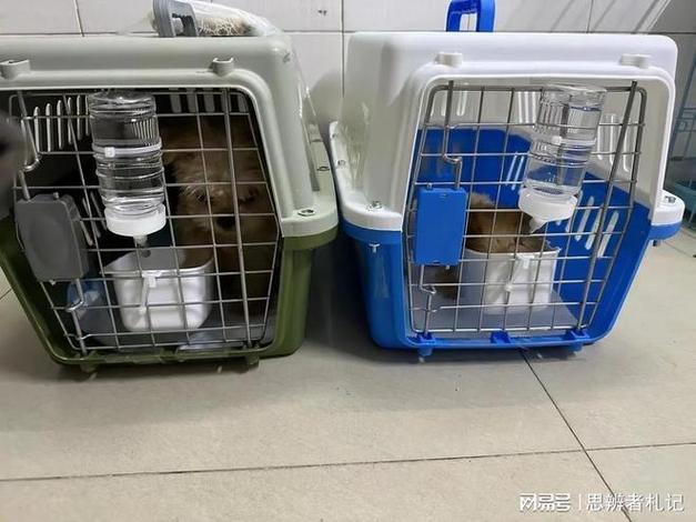 宠物托运平台app截图