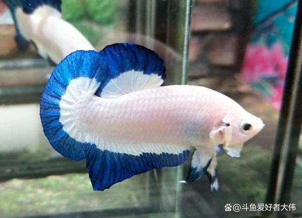 斗鱼直播截图