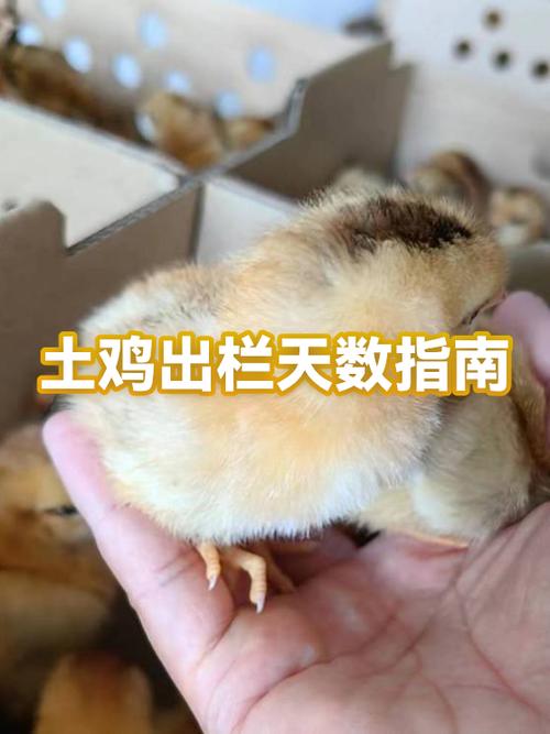 共享土鸡如何运作截图