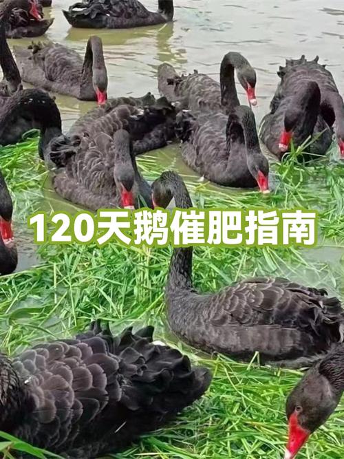 鹅催肥药缩略图