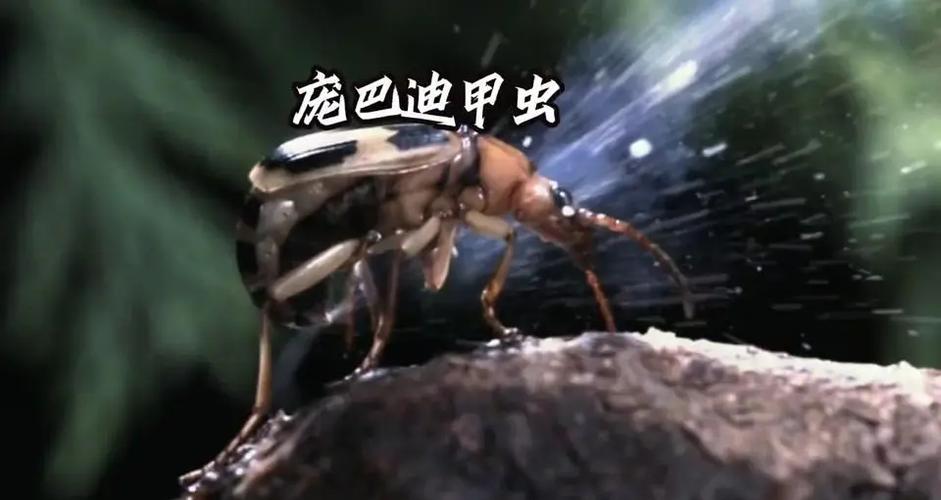 80后甲虫日本动画片缩略图