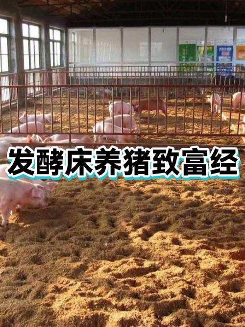 重生80从养猪到商业帝国