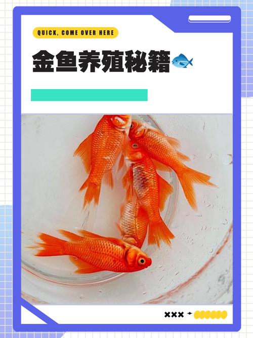 金鱼新手怎么养才能活缩略图