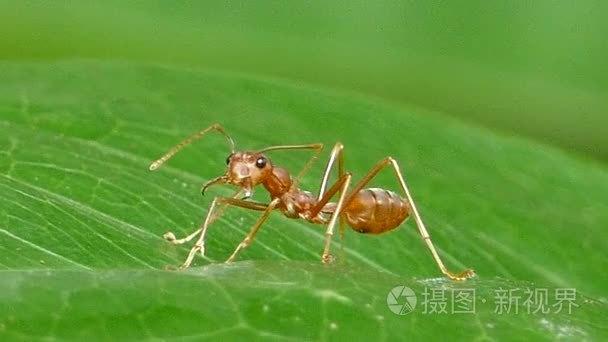 cilicili短视频软件测评缩略图