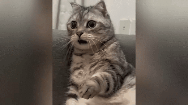 震惊猫表情包gif缩略图