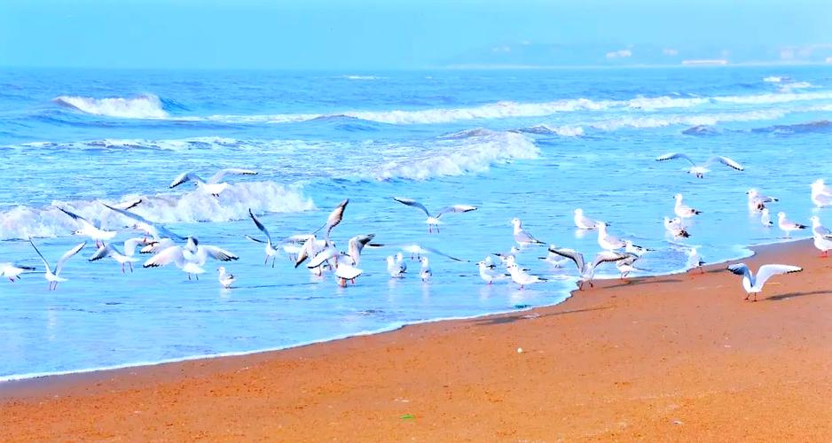 海鸥手表图标