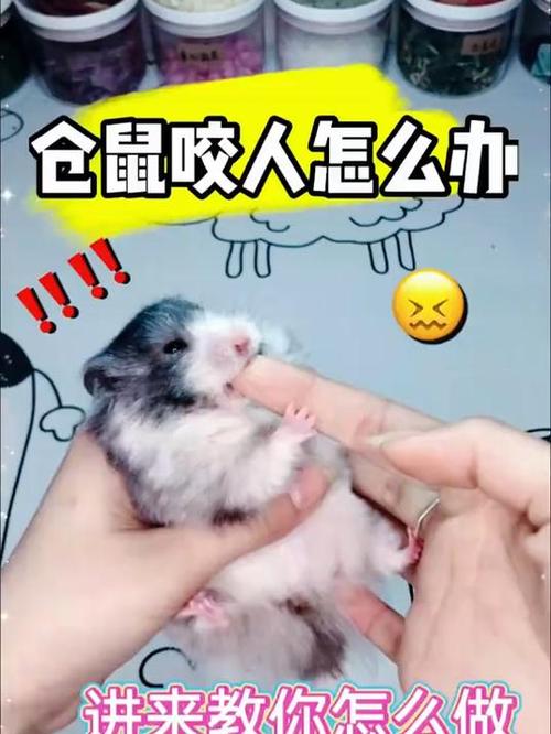 仓鼠生病会传染给仓鼠吗图标