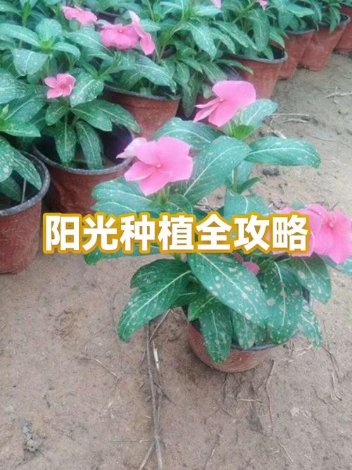 植物大战僵尸免费阳光缩略图