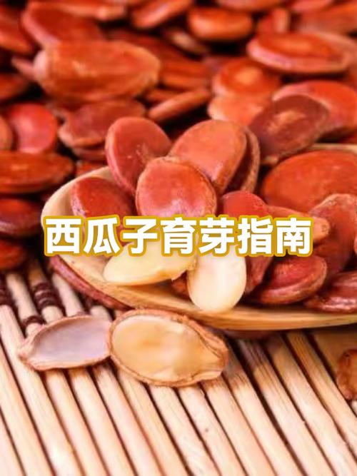 西瓜子带壳吞了要紧吗截图