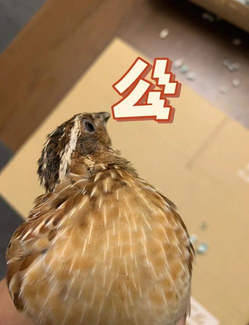 和鹌鹑长得很像的鸟的叫声