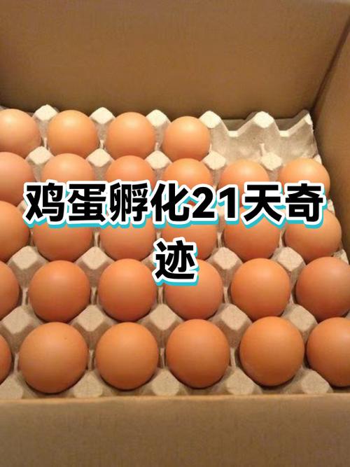 鸡蛋孵化小鸡的过程截图