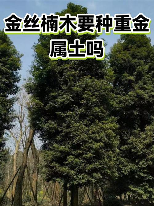 金丝楠木是轻的好还是重的好