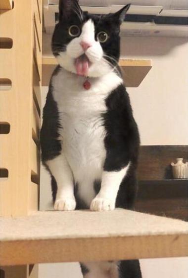 可爱Q版小猫图标