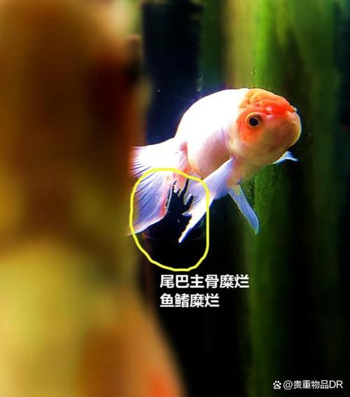 观赏鱼烂尾烂鳍烂鳞用什么药图标