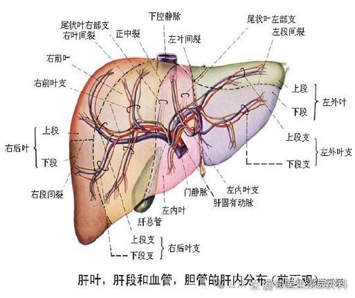 得了肝病能活多久