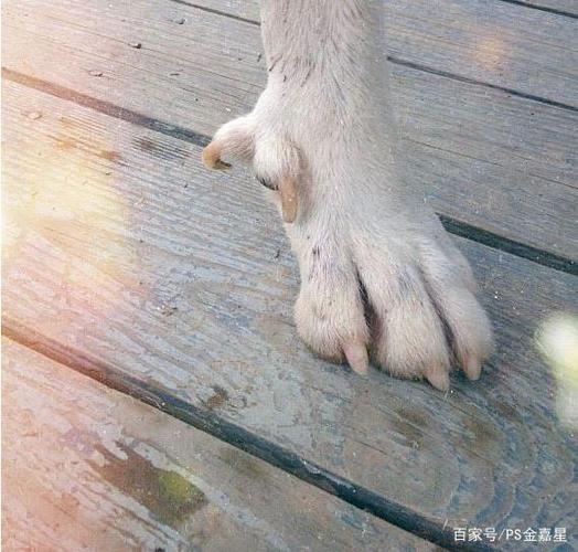 狗的狼爪图标