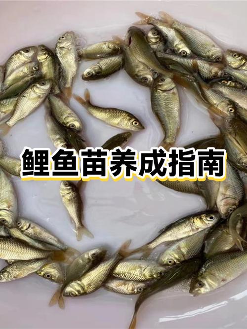 鲤鱼看看赚钱一天可以赚多少图标