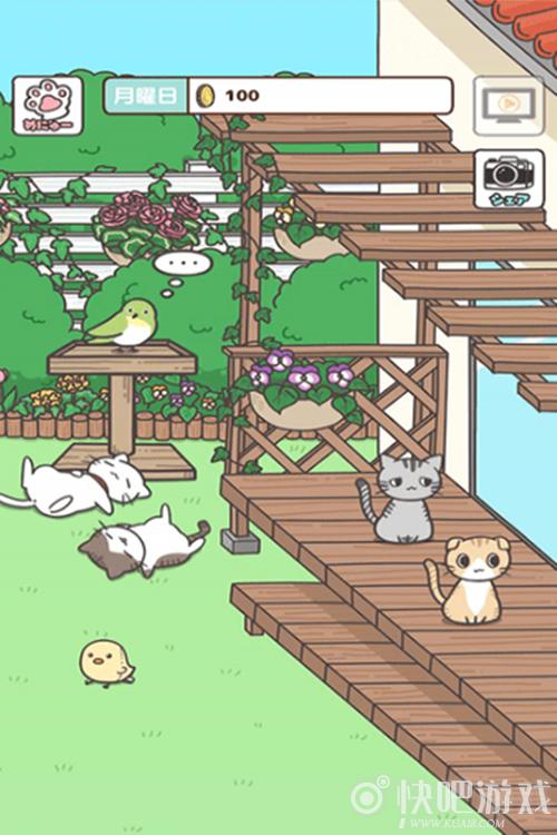 养猫咪游戏