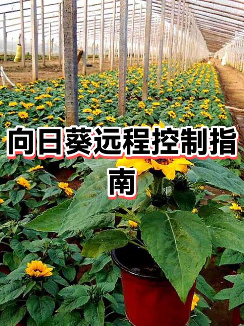 向日葵远程没反应缩略图
