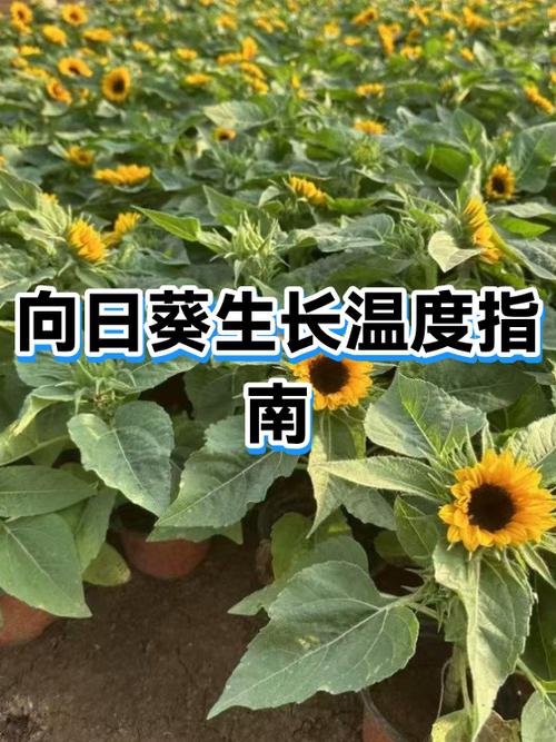向日葵按键没有反应缩略图