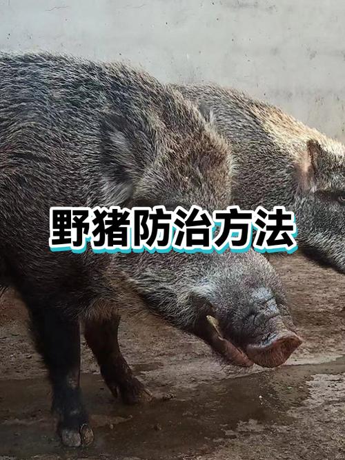 网上卖的野猪药好使吗截图