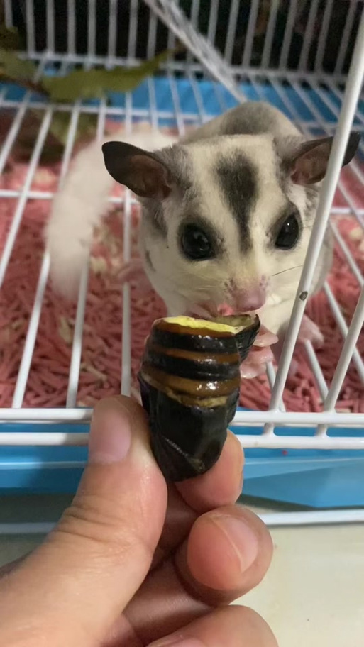 飞鼠不能吃什么东西游戏截图