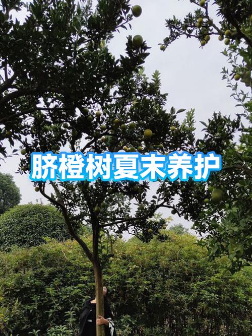 脐橙树寿命一般多少年游戏截图