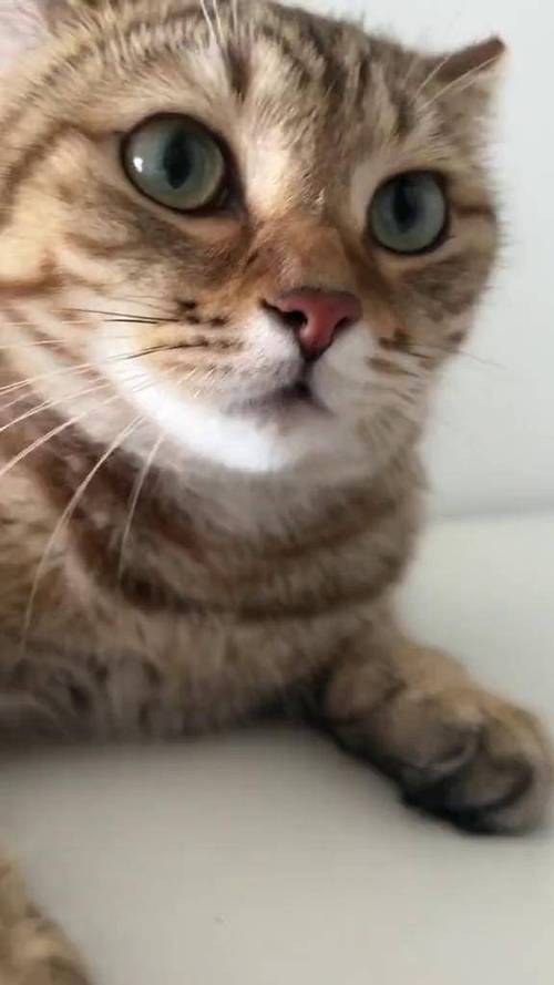吸引猫的叫声图标
