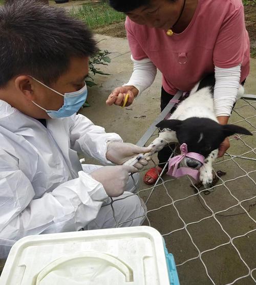 逛犬病发作视频截图